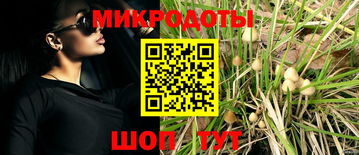 Псилоцибиновые грибы Psilocybe Горно-Алтайск